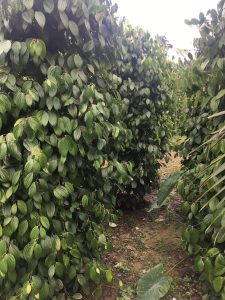 Lada Sarawak (black pepper) memang pernah jadi ikon pertanian kita