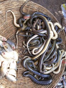 Snakes, spiders, or grasshoppers were truly meant to be a mainstream human food source
