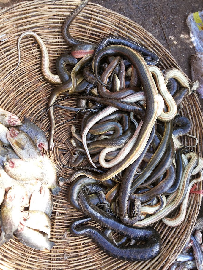 Snakes, spiders, or grasshoppers were truly meant to be a mainstream human food source